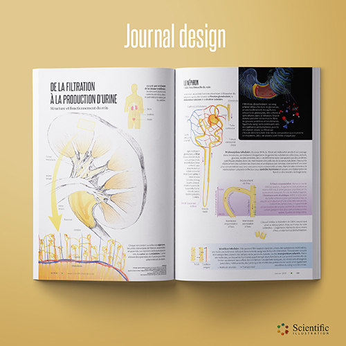 Journal design - Kidney structure and function - coloured pencils vector and digital painting