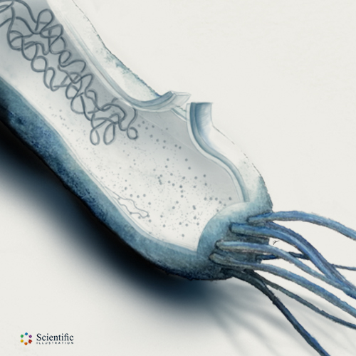 Bacteria showing chromatide and flagellum - Watercolor and coloured pencils