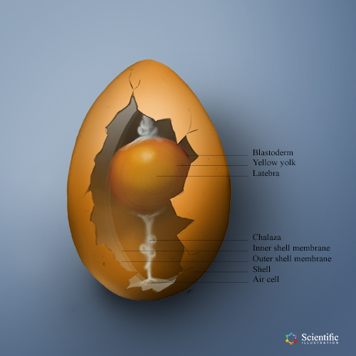 Egg structure - digital painting