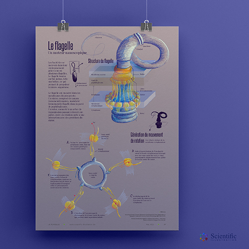 Scientific poster design - Prokaryote flagellum structure and function - Coloured pencils and digital painting