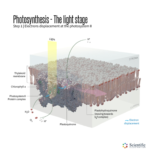 Photosystem II - 3d illustration protein complex