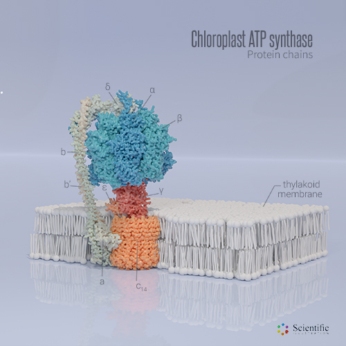 3D protein visualization - Chloroplast ATP synthase