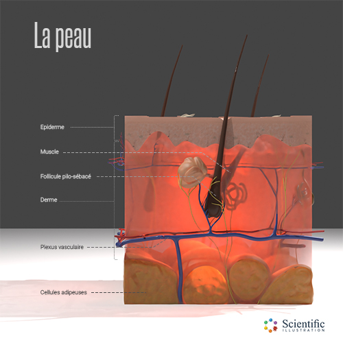 The structure of the skin. 3D modeling and animation